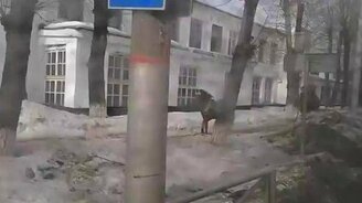 Животные рвутся на волю - смотреть видео (1:39)