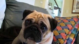 Эмоциональный воспитанник - смотреть видео (1:19)