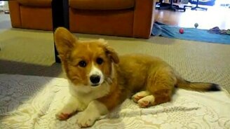 Не довольный камерой пёс - смотреть видео (0:36)