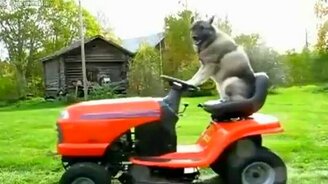 Собака тракторист - смотреть видео (0:13)