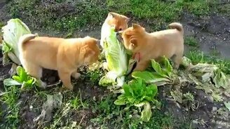 Щенки атакуют капусту - смотреть видео (1:05)