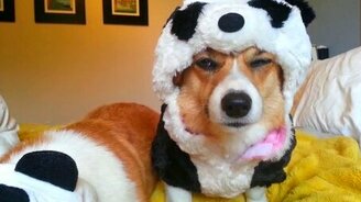 Я собака, а не панда - смотреть видео (0:39)