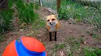 Подарил своей лисе мячик - смотреть видео (3:09)