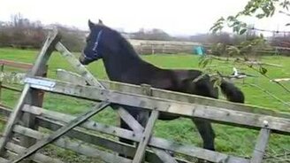 Резвый конь не рассчитал прыжок - смотреть видео (0:20)