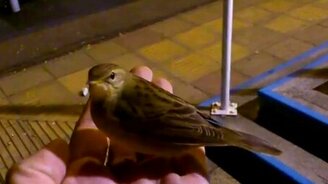 Моя новая подружка - смотреть видео (0:51)