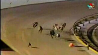 Собачьи бега и заяц - смотреть видео (0:32)