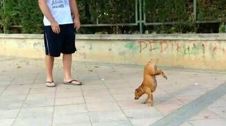 Цирковая собачонка - смотреть видео (1:24)