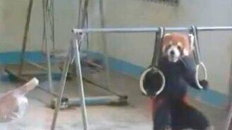 Готовимся к Олимпиаде - смотреть видео (0:31)