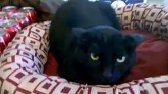 Добро и зло в кошачьем исполнении - смотреть видео (1:38)