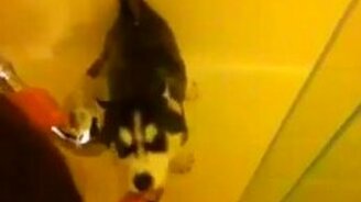 Щенок хаски впервые купается - смотреть видео (0:51)