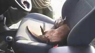 Выдра лазает в салоне авто - смотреть видео (1:08)