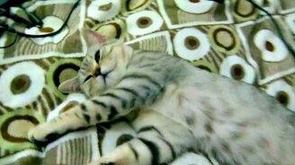 Не хочу вставать - смотреть видео (0:53)