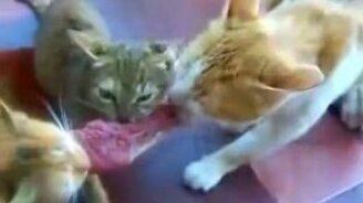 Один стейк на трёх котов - смотреть видео (4:11)