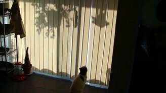 Как охотится глупый кот - смотреть видео (0:18)