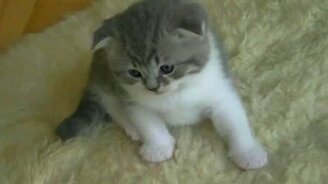 Милые пушистые комочки - смотреть видео (2:18)