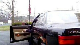 Розыгрыш с авто сигналом - смотреть видео (1:31)