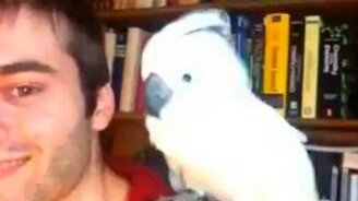 Какаду танцует под электронную музыку - смотреть видео (3:42)