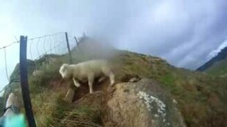 Вызволили овечку из ловушки забора - смотреть видео (1:22)