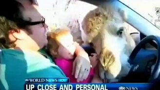 Верблюд попробовал на вкус девочку - смотреть видео (1:15)