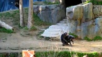 Ну чем не люди? - смотреть видео (1:55)