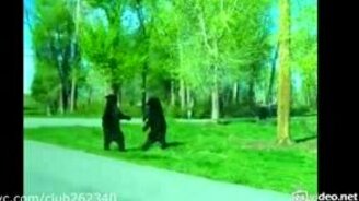 Медведь прогоняет конкурента - смотреть видео (0:30)