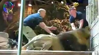 Нападки агрессивного льва - смотреть видео (1:23)