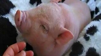 Маленькая свинка - смотреть видео (1:16)