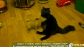 Приставучий щенок против кота - смотреть видео (1:59)