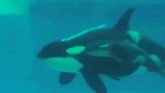 Рождение маленькой касатки - смотреть видео (0:32)