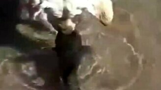 Пёс знакомится с рыбой - смотреть видео (1:13)