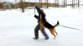 Дрессировка овчарки от первого лица - смотреть видео (3:07)
