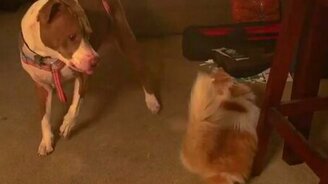 Вечная вражда - кошка и собака - смотреть видео (2:33)