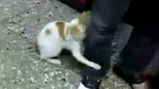 Кот-заступник - смотреть видео (3:24)