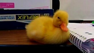 Утёнок борется со сном - смотреть видео (0:44)