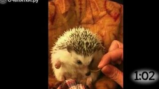Ёжики трапезничают - смотреть видео (1:12)