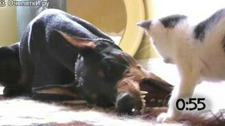 Котята атакуют взрослых собак - смотреть видео (1:03)