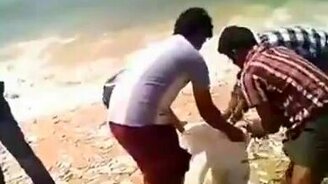 Необъяснимый выброс рыбы из моря - смотреть видео (2:25)