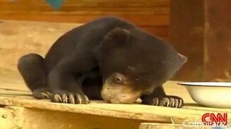 Зверушки борются со сном - смотреть видео (5:15)