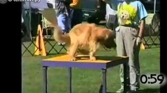 Приколы с собаками во время выступлений - смотреть видео (1:08)