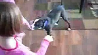 Смелый кот-защитник - смотреть видео (0:32)