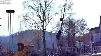 Мужик на берёзе и медведь - смотреть видео (0:31)