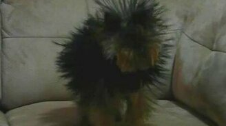 Щенок и ток - смотреть видео (0:30)