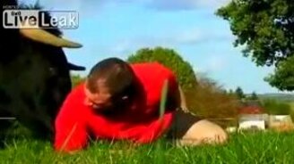 Задорный бычок - смотреть видео (1:41)