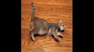 Кошка в рубашке - смотреть видео (1:28)