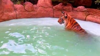 Тигр ищет свою игрушку - смотреть видео (0:30)