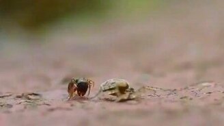 Паук повязал муравья - смотреть видео (1:25)