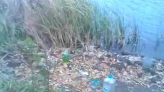 Маленький воришка рыбы - смотреть видео (0:19)