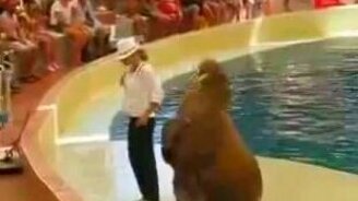 Морж танцует под Майкла Джексона - смотреть видео (0:42)