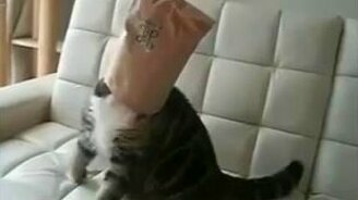 Смешные видео про животных - смотреть видео (9:38)