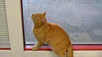 Подборка со смешными кошками - смотреть видео (14:54)